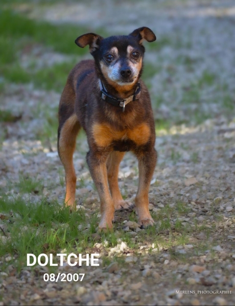 sos - DOLTCHE - pinscher 17 ans - Spa du Ramier à  Montauban (81) 1c20ac37cff7efbb8234d0c5e9670e1cb